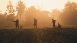 crop nutrition solutions
