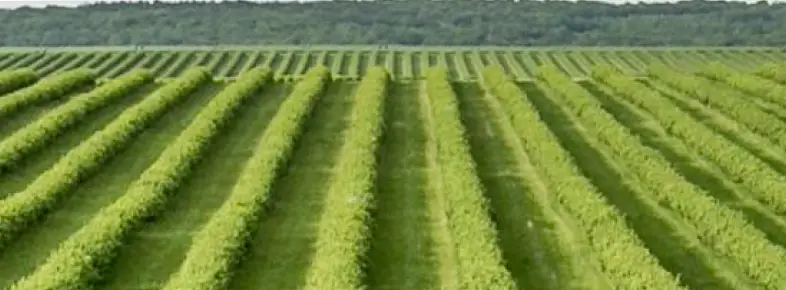 crop nutrition solutions