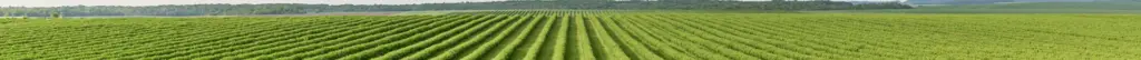 crop nutrition solutions